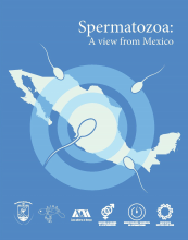 Spermatozoa: A view from Mexico